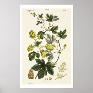 Skutt Vine från "The Young Landsman", publicerad i Poster