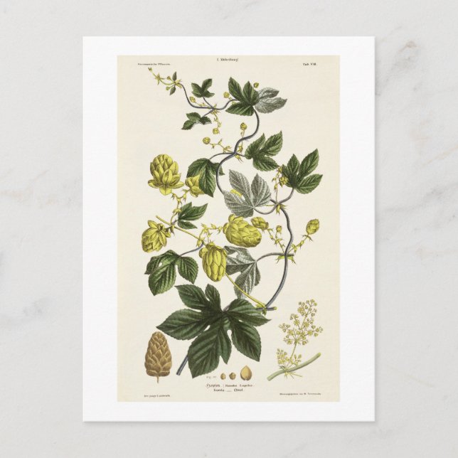 Skutt Vine från "The Young Landsman", publicerad i Vykort (Framsida)