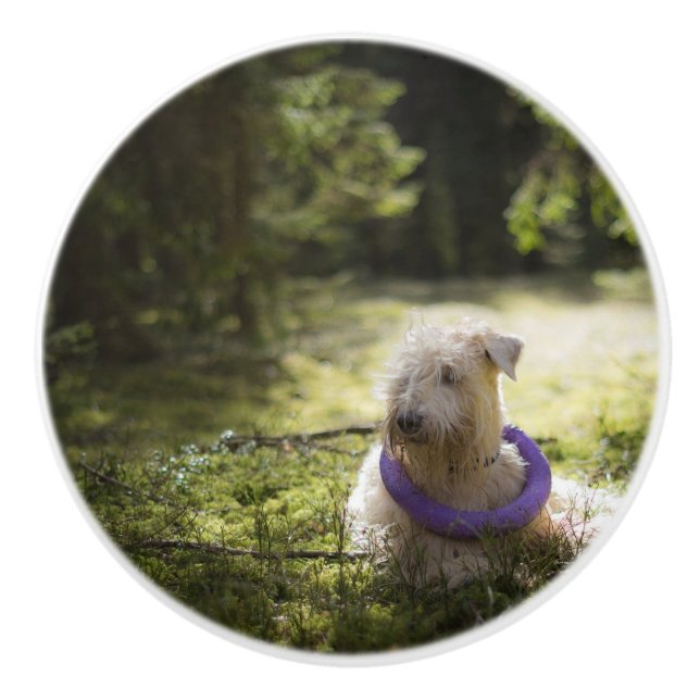 Skväggläggning i skogen knopp (Framsidan)