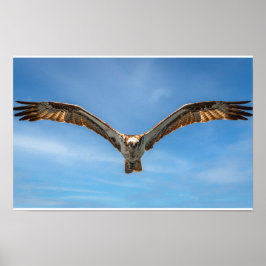 Sky Sovereign: Osprey in Flight Poster