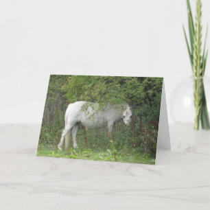 Sky White Horse Greeting Card Kort