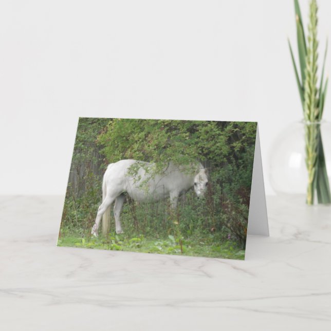 Sky White Horse Greeting Card Kort (Framsida)