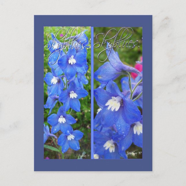 SKYBLUES BOKMÄRKEN VYKORT (Framsida)