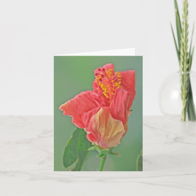 SKYDD, BLOMMIGT, RÖD HIBISCUS/STRUKTUR KORT (Framsida)