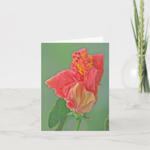 SKYDD, BLOMMIGT, RÖD HIBISCUS/STRUKTUR KORT