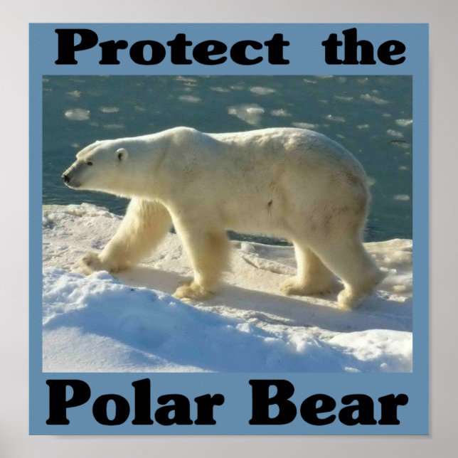 Skydda Polarna Bear Poster (Framsidan)