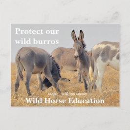 Skydda vår Vild Burros Vykort