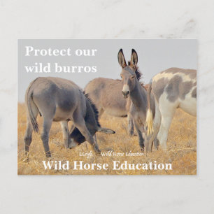 Skydda vår Vild Burros Vykort