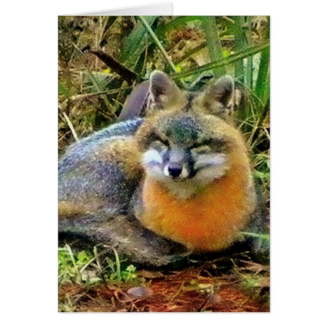 SKYDDA WILDLIFE OBS KORT (Framsidan)