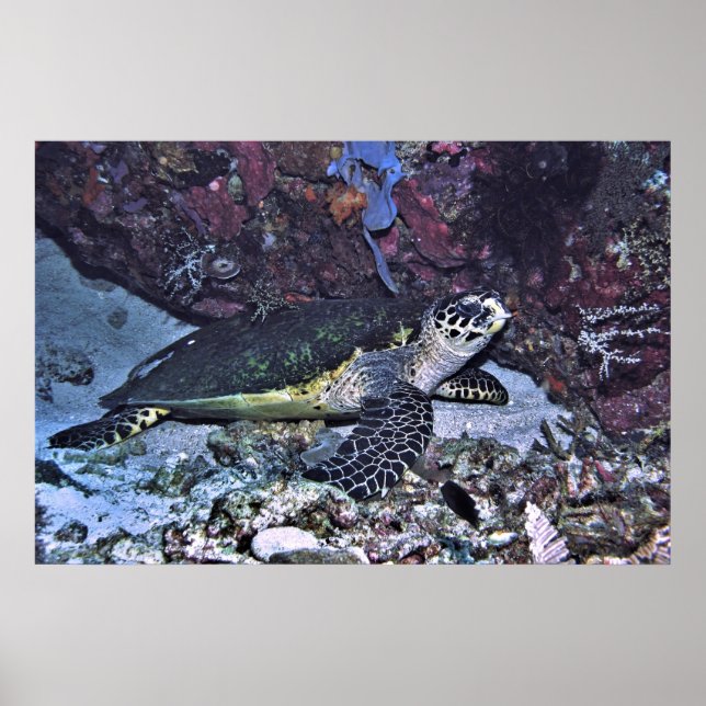 Skyddad sköldpadda poster (Framsidan)