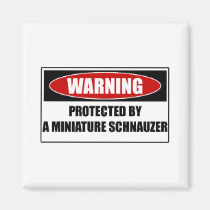 Skyddat av en miniatyrSchnauzer Magnet