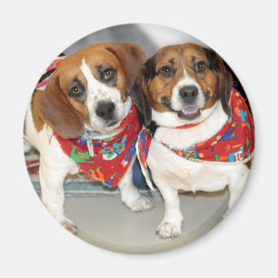 SkyddBeaglesfoto Magnet