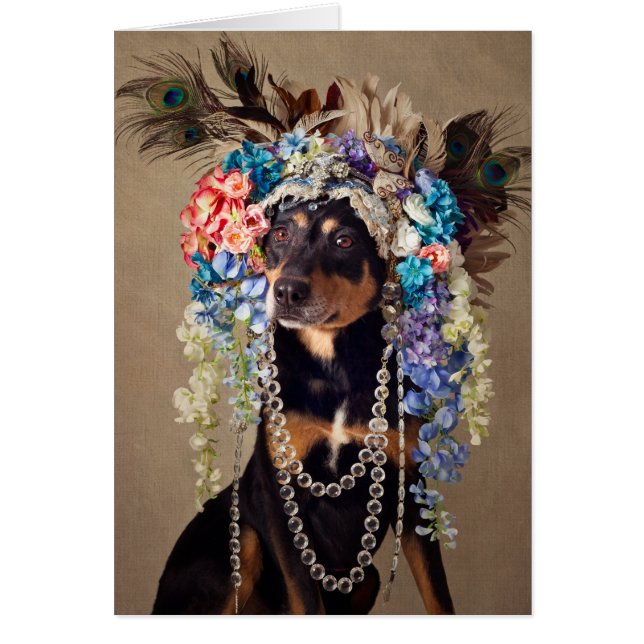 Skyddhusdjur projekterar - midnatt OBS kort (Framsidan)