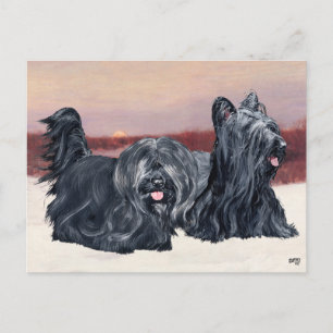 Skye Terriers på promenad vid solnedgång Vykort