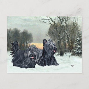 Skye Terriers Snöig solnedgång Vykort