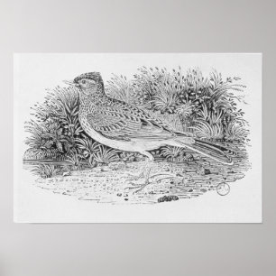 Skylark Poster