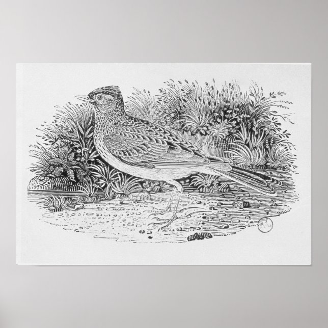 Skylark Poster (Framsidan)