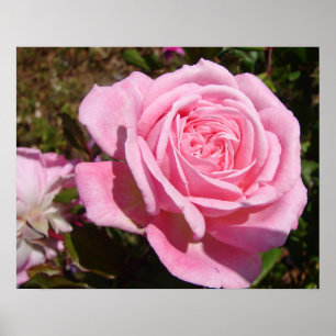 Skylt med rosa rosor vårblommor trädgård