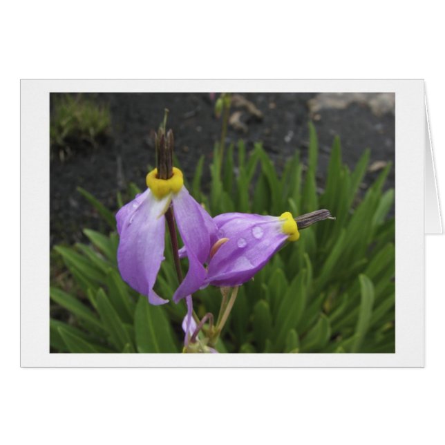 Skyttestjärnablommor Hälsningskort (Framsidan Horizontal)