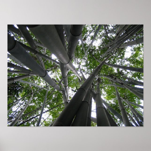 Skyward Bamboo Poster (Framsidan)