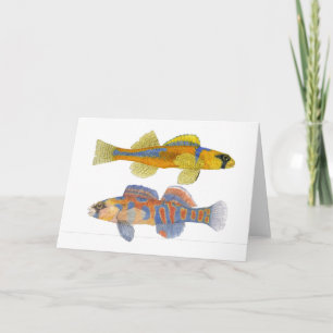 Slackwater & Orange-Throated Darters Kort