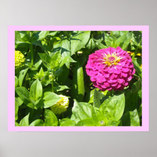 Slående rosa zinnia poster