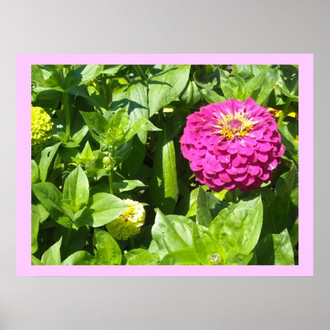 Slående rosa zinnia poster (Framsidan)