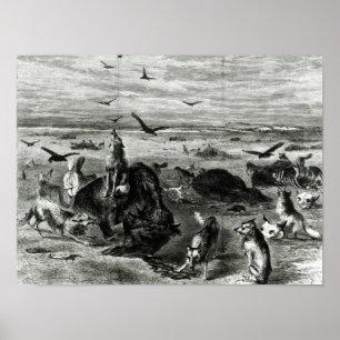 Slakt av Buffaloes på slätterna Poster