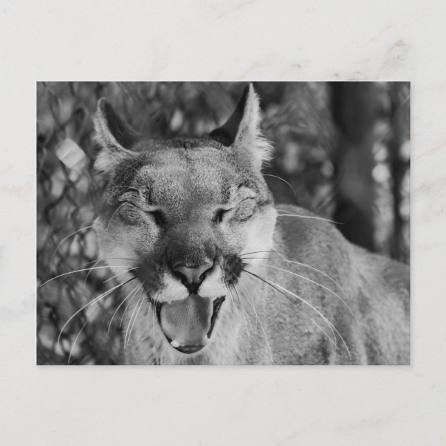 Slaktplatta vykort (Framsida)