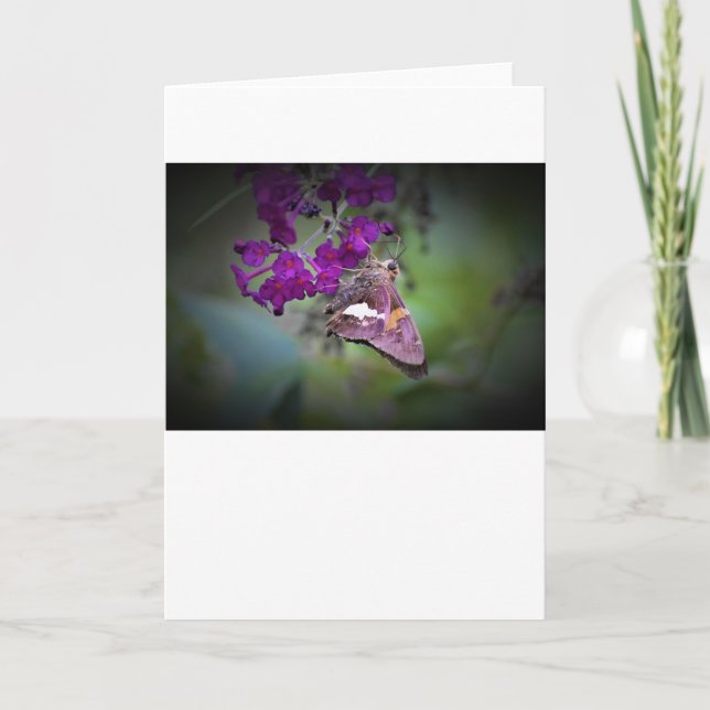 Slamflugan, kort (Framsida)