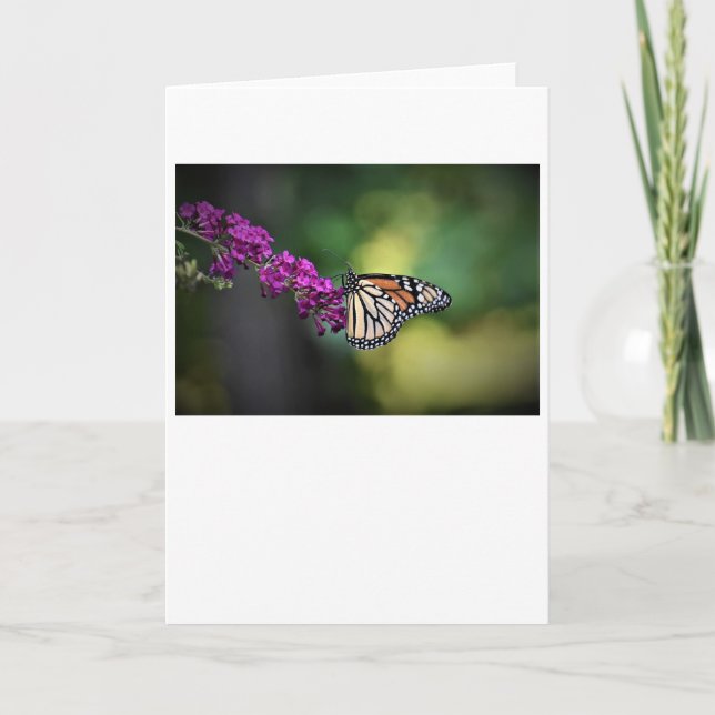 Slamflugan, kort (Framsida)