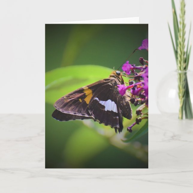 Slamflugan, kort (Framsida)