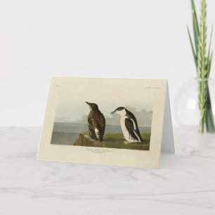 Slamnäbbad viillemot, Audubon Birds of America Kort