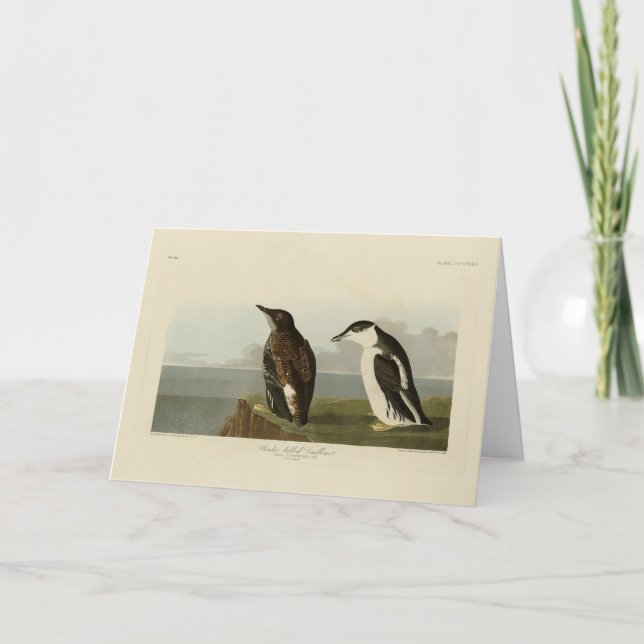 Slamnäbbad viillemot, Audubon Birds of America Kort (Framsida)