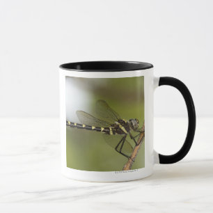Slända 5 mugg
