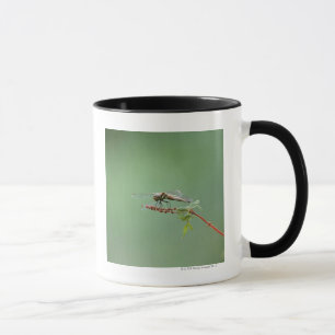 Slända 6 mugg