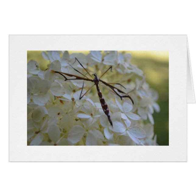 Slända på vanlig hortensia hälsningskort (Framsidan Horizontal)