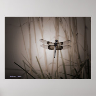 Slända Poster