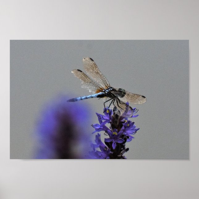 Slända Poster (Framsidan)