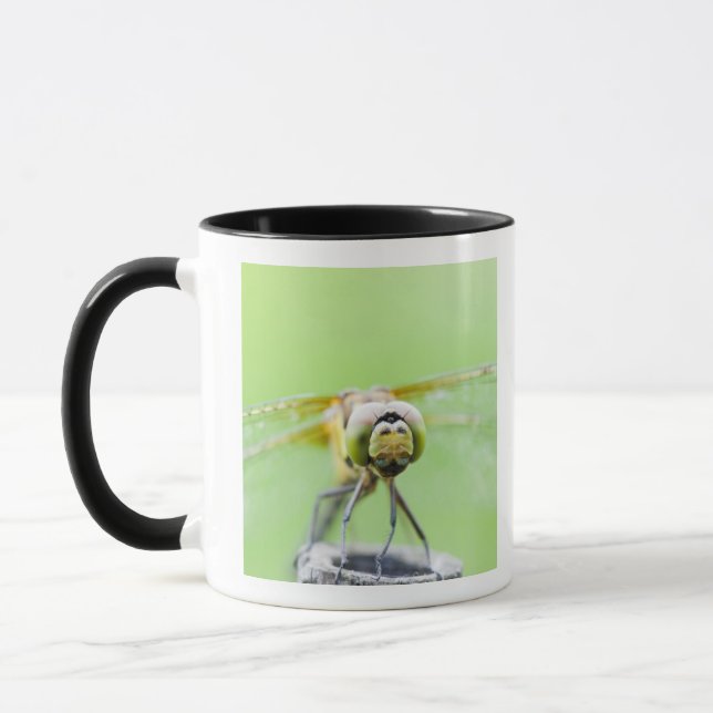Slända (Sympetrum infuscatum) Mugg (Vänster)
