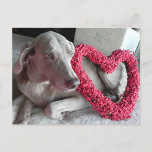 Släng Weimaraners hjärtehjärtan... Vykort