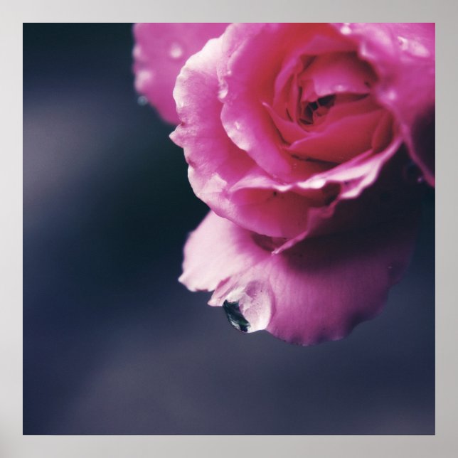 Släpp på Abstrakten Rosa ros makro Poster (Framsidan)