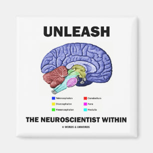 Släppa loss neuroscientisten inom (hjärnanatomi) magnet