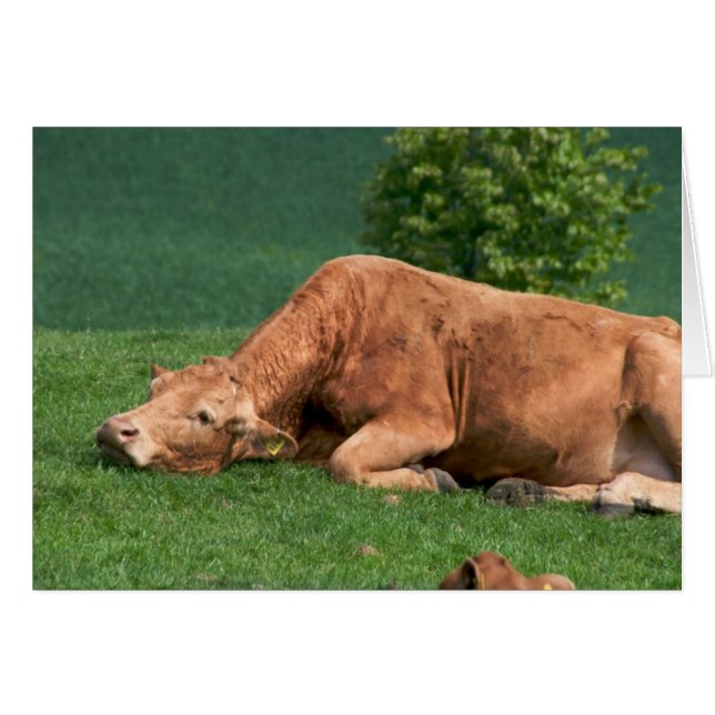 Slappna av, Livet är för kort (Framsidan Horizontal)