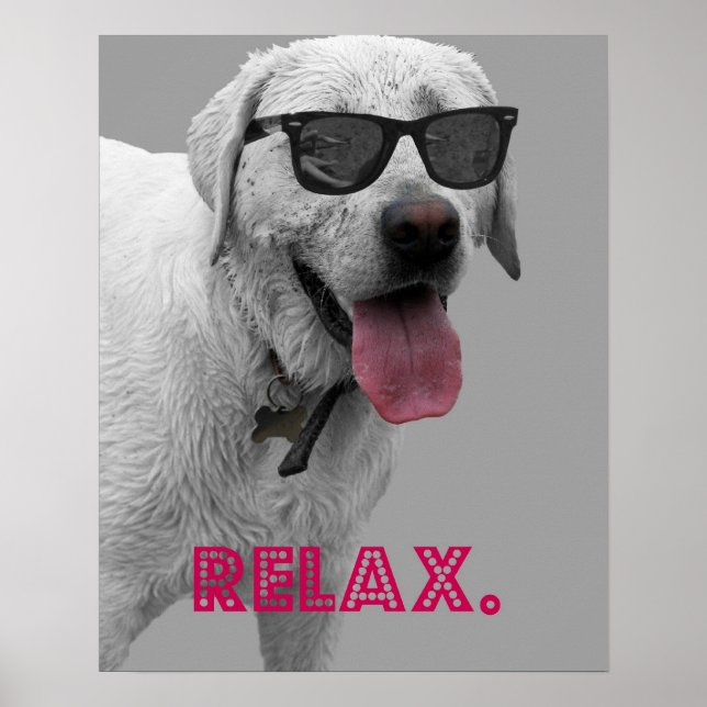 Slappna av när du bär solglasögon, hund poster (Framsidan)