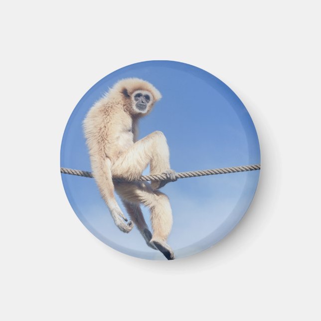 Släppte Gibbon Sitta på en påve i Sol Magnet (Framsidan)