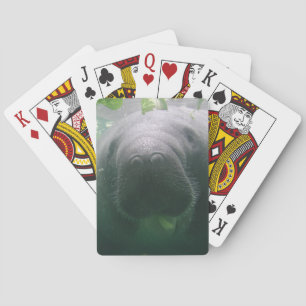 Slarvig Manatee som leker kort Spelkort