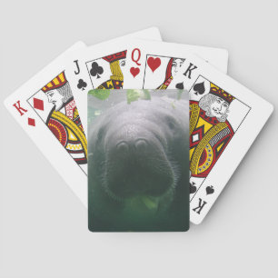 Slarvig Manateecykel som leker kort Kortlek