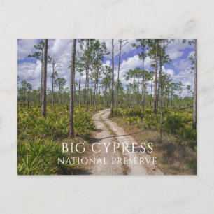 Slash Gräs Forest, Saw Palmettos, Big Cypress NP Vykort