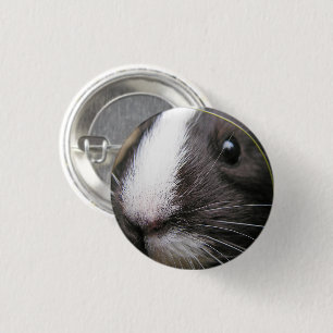 Slät, Kort Hair, Black and White Guinea Gris Knapp
